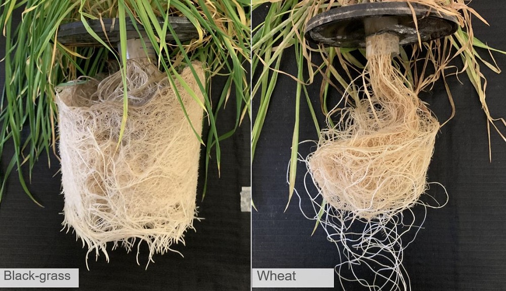 Black-grass root growth was stronger than wheat's in hydroponic screens